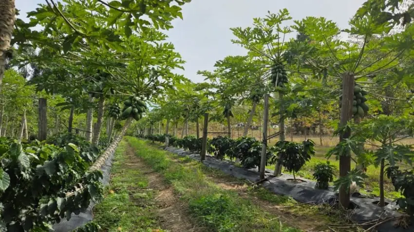 Corrientes proyecta su primera cosecha de café para 2027